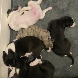 Whippet Puppies from Infinity Whippets