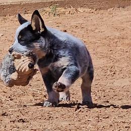 Stumpy - Blue mottled male Australian Cattle Dog puppy in Weatherford, Texas from Carben Copy