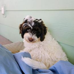 Peppermint Patty - Chocolate female Australian Labradoodle puppy in Atascadero, California from Classic Poodles and Doodles