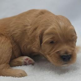 Charlie - green - Red  male Goldendoodle puppy in Phoenix, Arizona from Kerri's Goldendoodles