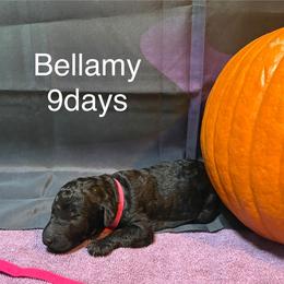 Bellamy - Black male Poodle puppy in Grand Rapids, Michigan from Lionkru Lowchen and Standard Poodles