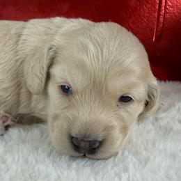 Ee cream puppy black nose - Cream male Dachshund puppy in Mineral Wells, Texas from Chilidog Dachshunds