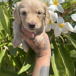 Cinnamon - Cream female Dachshund puppy in Menifee, California from TeenieWeenieDoxies
