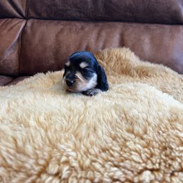 Dachshund Puppies from Wet Mountain Weenie Dogs