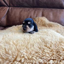 Dachshund Puppies from Wet Mountain Weenie Dogs
