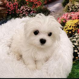 Sammy - White male Maltese puppy in North Myrtle Beach, South Carolina from Perfect Puppies