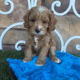 Ruger - Red male Cavapoo puppy in Central, Arizona from Desert Valley Doodles