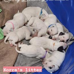 Dalmatian Puppies from Spotty Bottom Dalmatians