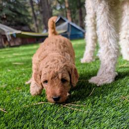 Cookie Dough - Cream female Goldendoodle puppy in Flagstaff, Arizona from Pat's Poodle Pups & Moore