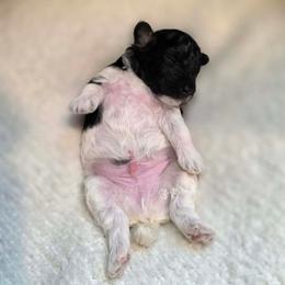 Phantom Parti Boy, Ramses - Parti male Poodle puppy in Coolidge, Arizona from Effervescent-Pooches