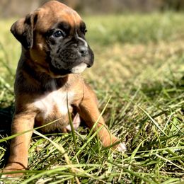 Boxer Puppies from Rocky Bottom Boxers