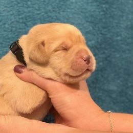 Duke - Yellow male Labrador Retriever puppy in Cantonment, Florida from Deep South Labrador Retrievers LLC