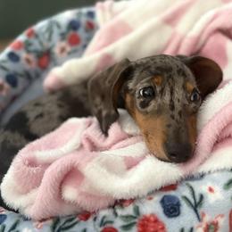 Evee - Dachshund