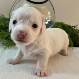 Fern - Piebald male Dachshund puppy in Dobson, North Carolina from Oakleys Dachshund Haven