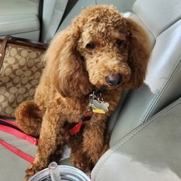 Havanese and Poodles from Fluffy Paws Puppies