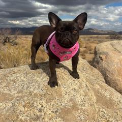 Tootsie Roll - French Bulldog