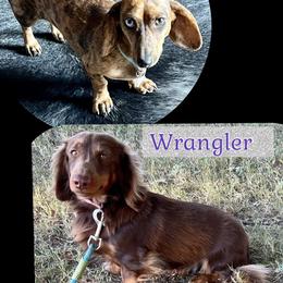 Dachshund puppies from MV Mini Dachshunds