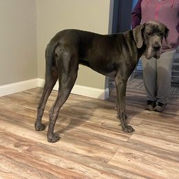 Great Danes from Blessing’s Danes