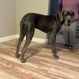 Great Danes from Blessing’s Danes