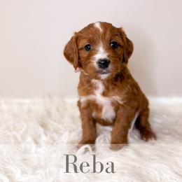 Reba - Red  female Goldendoodle puppy in Melba, Idaho from KZ Doodles