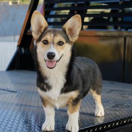Cartier - Black and tan female Pembroke Welsh Corgi puppy in Stockton, Utah from BW Corgis