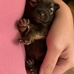 Sable boy - Orange sable male Pomeranian puppy in Tyler, Texas from Aukland’s Poms