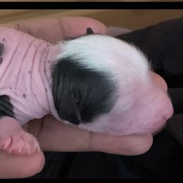 Chinese Crested Puppies from Chinese Crested