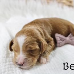 Bellini - Red  female Goldendoodle puppy in Casa Grande, Arizona from AzDoodle Dandies