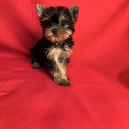BB teal girl - Blue and gold female Yorkshire Terrier puppy in Alburnett, Iowa from Hobbs Shire Yorkies