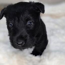 Boy - Black male Scottish Terrier puppy in Seymour, Missouri from Fairview's Precious Pups