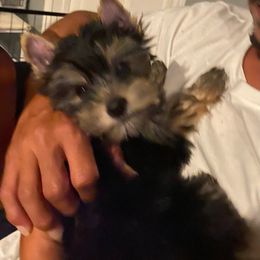 Green collar - Black and tan Yorkshire Terrier puppy in Pikeville, North Carolina from A Yorkie’s World