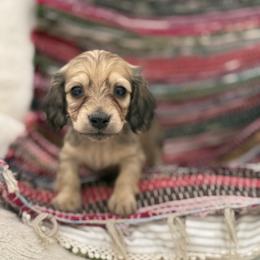 Dory price is 5000dollars - Cream female Dachshund puppy in Crystal, Michigan from Mare-bella Dachshunds