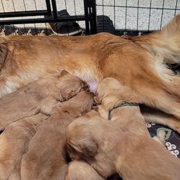 Honey - Golden Retriever
