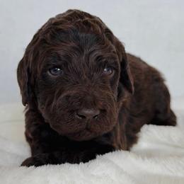 Rainier - Chocolate male Labradoodle puppy in Lubbock, Texas from Lucky Labradoodles