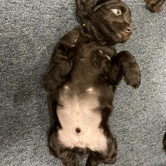 Boykin Spaniel Puppies from White Acres