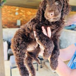 Aussiedoodle, Bernedoodle, Goldendoodle, and Poodle Puppies from Kingsfield Doodles