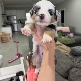 Marshall - Blue merle male Miniature Australian Shepherd puppy in Sweeny, Texas from Peach Creek Minis
