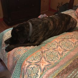 Mastiff Puppies from Celtic's Mastiffs