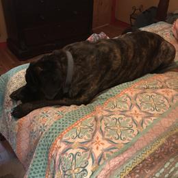 Mastiff Puppies from Celtic's Mastiffs
