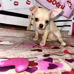 Honey - Cream and white female Chihuahua puppy in Palmyra, Indiana from Country Star Chihuahuas