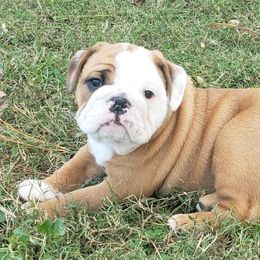 Bulldogs from G.F. Bulldogs