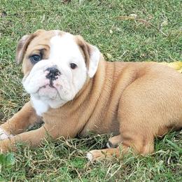 Bulldogs from G.F. Bulldogs