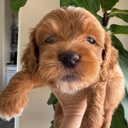 Mars - Apricot male Goldendoodle puppy in Gilbert, Arizona from DogHouse Doodles