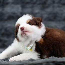 Gale - Red tri-color male Australian Shepherd puppy in Riverton, Utah from Stone Ridge Australian Shepherds