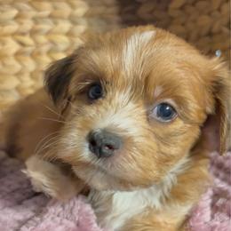 Bert - Red sable male Havanese puppy in Clermont, Florida from Country Sweet Havanese and Creative Coaching