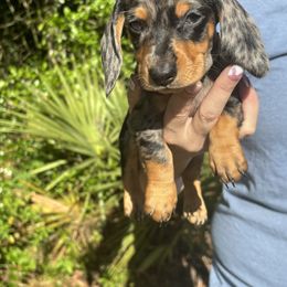 Dachshund Puppies from Branton Family Dachshunds