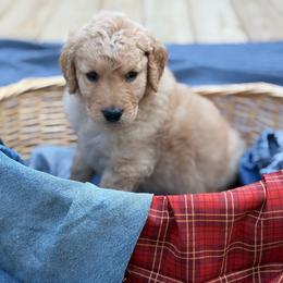 Harvest - Cream male Goldendoodle puppy in Beech Bluff, Tennessee from White Oak Kennel
