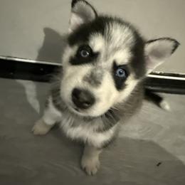 Boy 4 - Black and white male Siberian Husky puppy in New York, New York from Riri’s Huskies