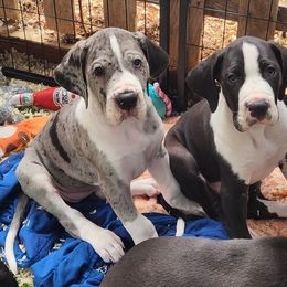 Merle Mantle F - Mantle merle female Great Dane puppy in Gig Harbor, Washington from Lakaya Danes