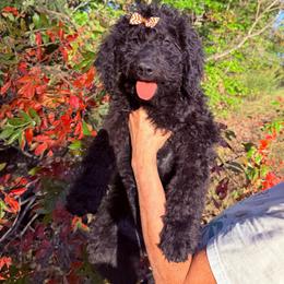 Hazel - Black female Goldendoodle puppy in Jasper, Georgia from Harrington Doodles & Poodles